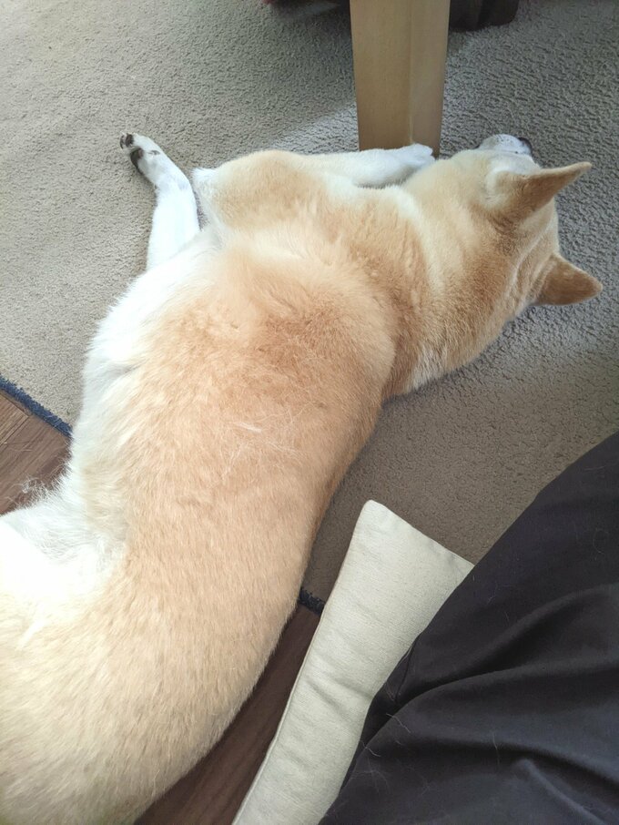 ごろんとした犬