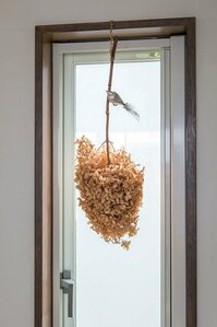 アジサイは飾りながら変化を楽しんで