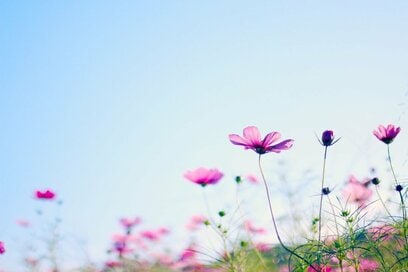 秋の花・コスモスのハッとする美しさを撮影するコツ