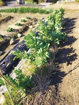 手取り30万で月13万を貯金。でもケチケチしない家族の楽しみ方