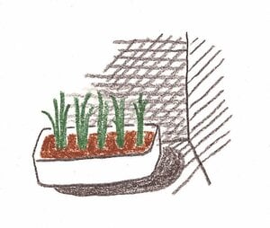 A：日当りがよくなくても育つ半日陰栽培にしてみては？