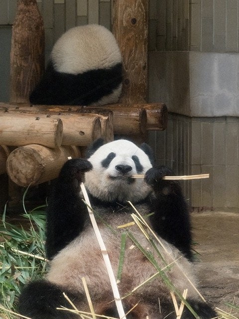 シンシンはのんびりご飯