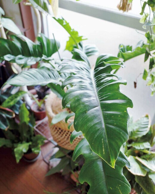 フィロデンドロン・ナローリーフ