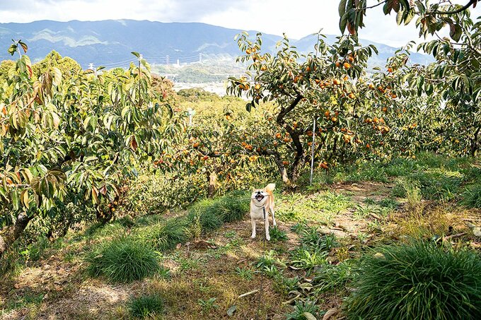果樹の中に犬