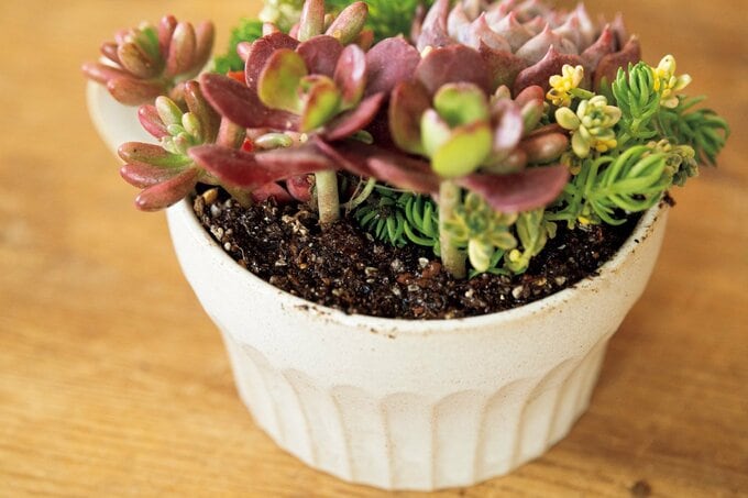 多肉植物の寄せ植えを仕上げる