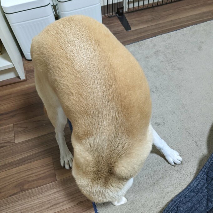 ラグに頭をこすりつけ