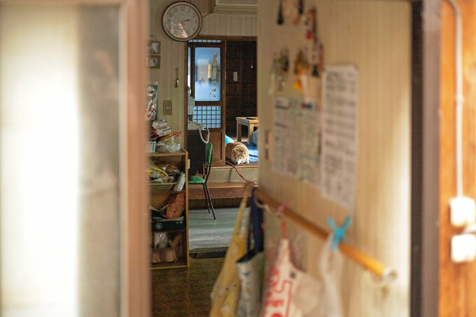 犬