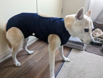 散歩中に動かないわんこに効いた「意外なひと言」。サッと動くコツは“声”使いにあり