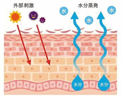 外部刺激によるダメージと水分の蒸発を示した肌の断面図