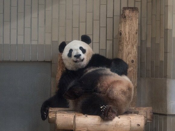 シャンシャンに乗っかるシンシン