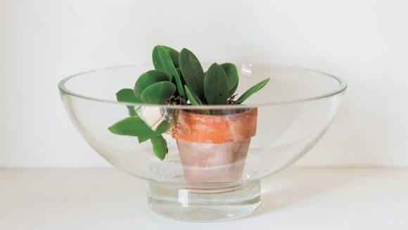 ガラスの鉢に組み合わせる