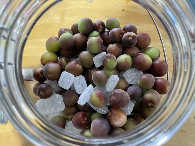 パープルクィーン2