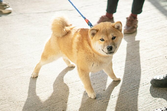 幼い柴犬とご対面 正反対な二匹はどうやって仲良くなれる Inubot回覧板 Esseonline エッセ オンライン