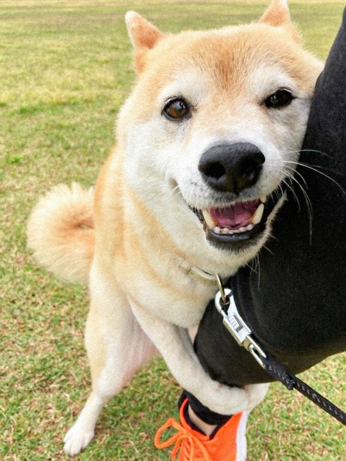 だきつく犬