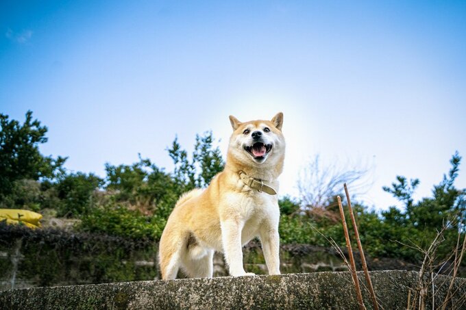 アオリ犬