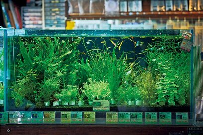 静かなブーム、奥深き水草の世界へようこそ！「東京オアシス」水景工房を訪問