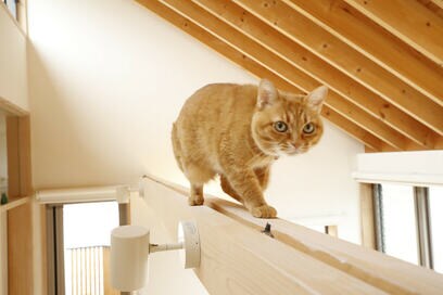 【注文住宅事例】2匹の猫と4人家族がのびのび過ごせる家づくり