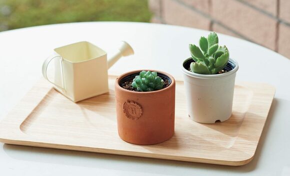 初心者でも楽しめる！大人気の多肉植物の育て方