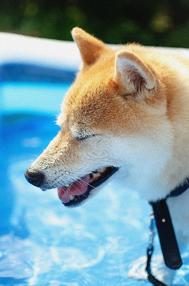 籍オリジナルのコラムや写真も多数掲載