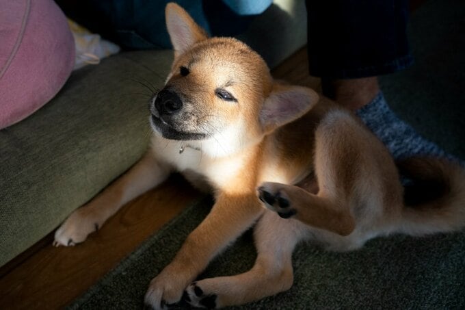 後ろ足をあげる子犬