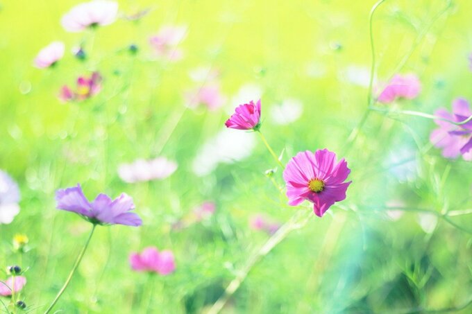 いちばん撮りやすいのがこの方法