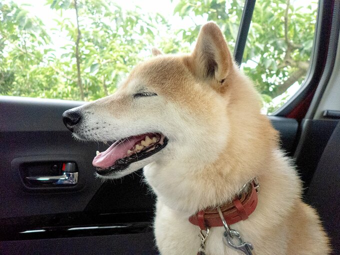 あくびをする柴犬