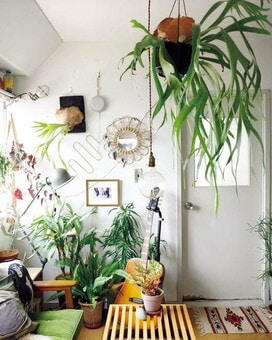 マンションで100の植物と暮らすインスタグラマー・SHINPEIさんに質問