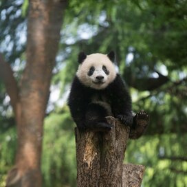 パンダの白黒模様の秘密は？癒やされ写真で学ぶパンダ豆知識