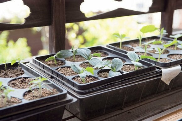 春に準備中の苗