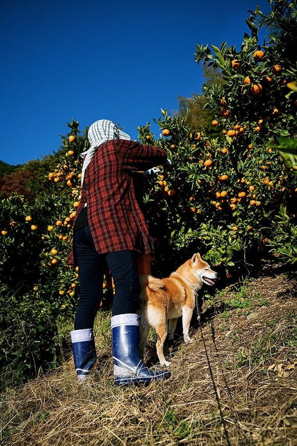 収穫作業と犬
