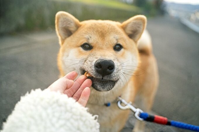 犬が食べ物を食べる様子
