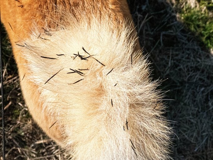 犬のしっぽにつく芝