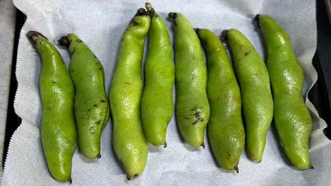 ソラマメ