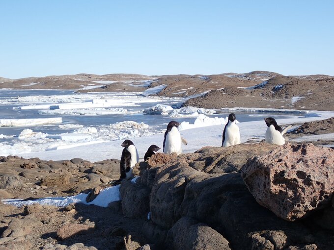 ペンギンの群れ