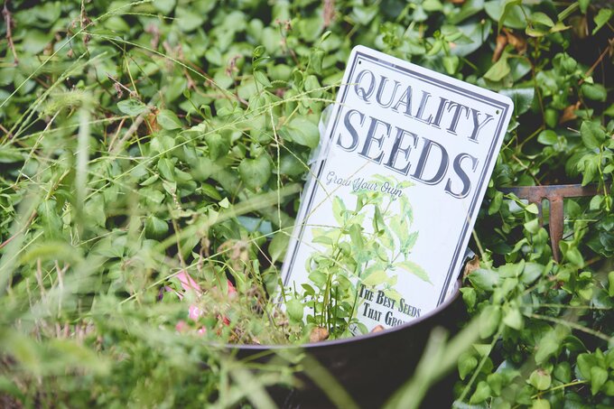 吉山さんが育てるハーブ