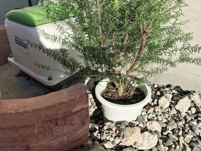 家の脇にある植物