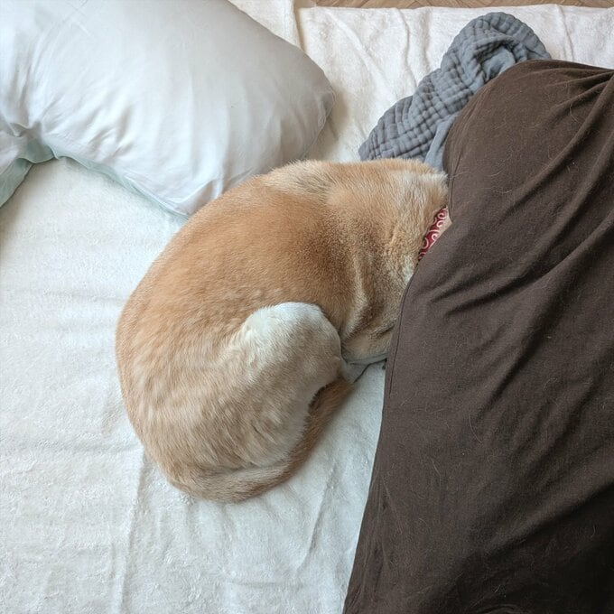 ふとんに隠れるふうちゃん