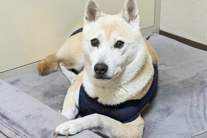 保護犬と暮らして約8年。大きなケガもせずに暮らしていたけれど…
