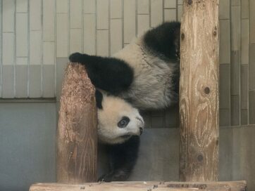 ＜シャンシャン1歳まであと5日＞まるでサーカス？逆立ちシャン！