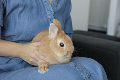 【マンションリノベ事例】ウサギも快適な住まい。秘密は回遊できる間取りとカーペット