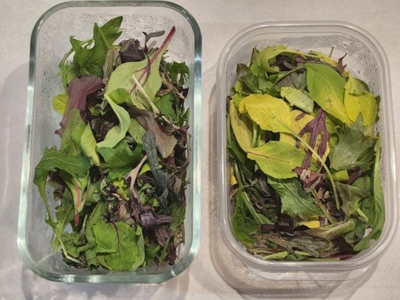 （左）「フレッシュ＆セーブ」のガラスコンテナで保存したベビーリーフ、（右）普通の保存容器で保存したベビーリーフ