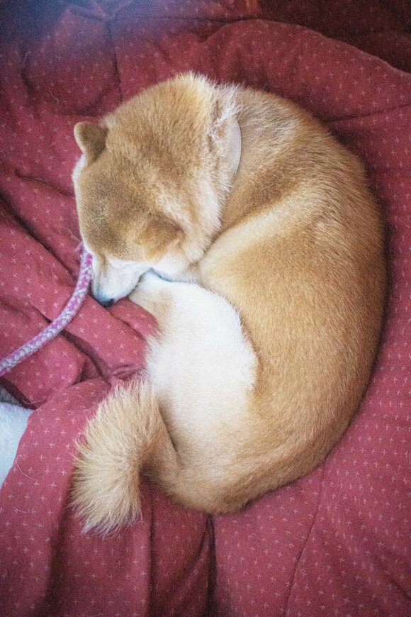丸まって寝る犬
