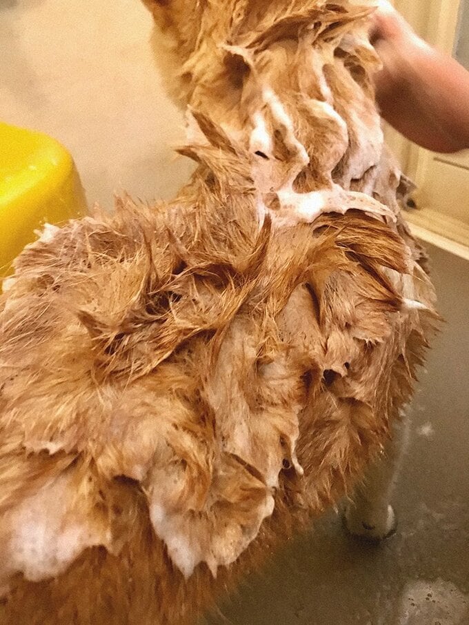 犬をシャンプー