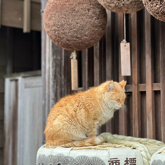ひとり旅で見つけた猫