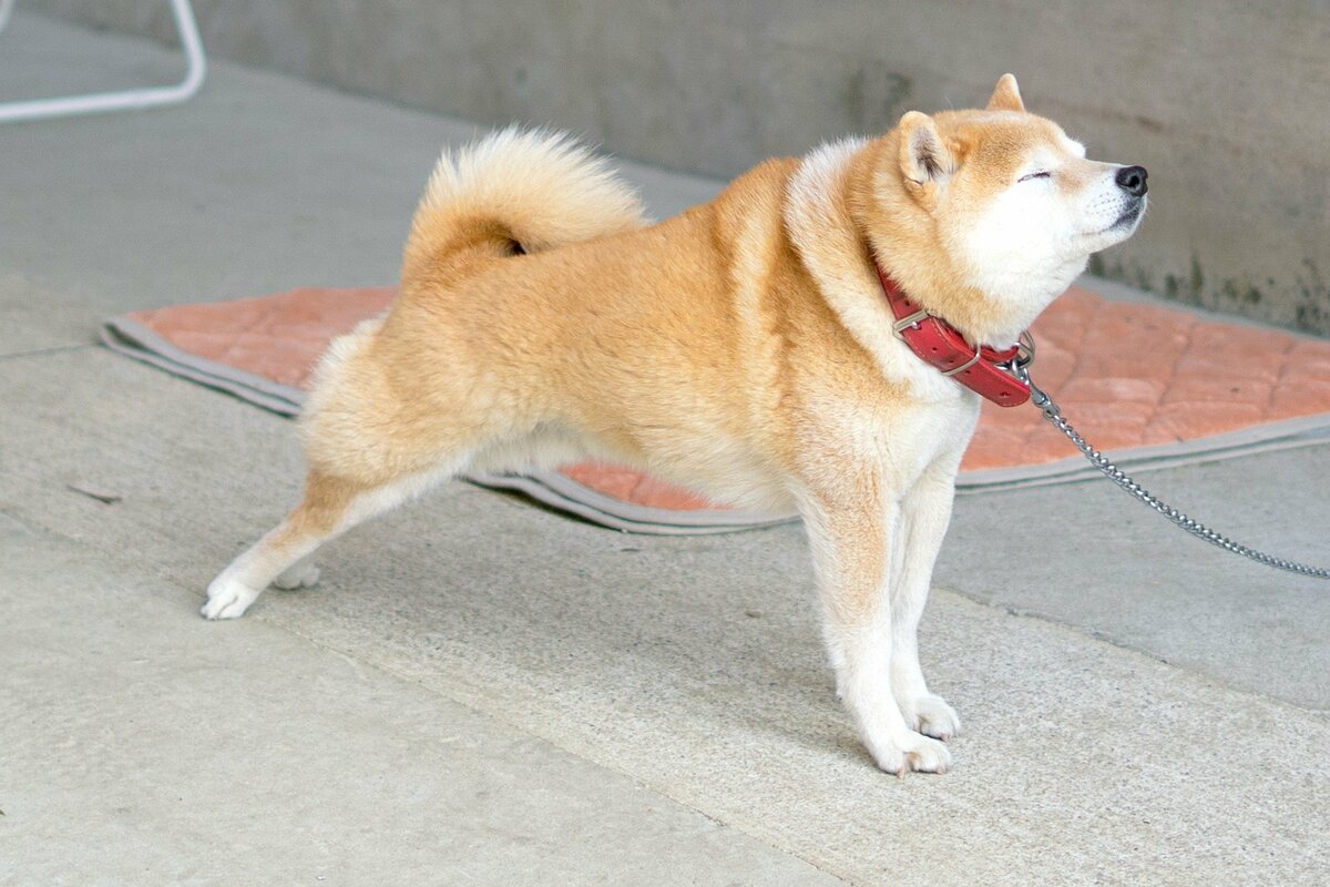 犬 リード 振り回す 人気