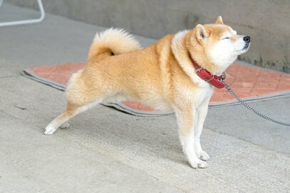 犬の気になる疑問に答えます！室内でもリードをつけている理由とは？