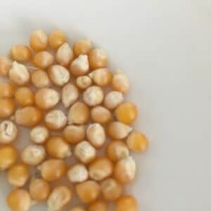 トウモロコシの実