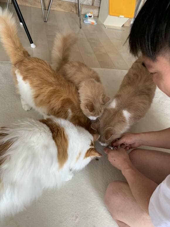 男性の周りに集まる猫4匹