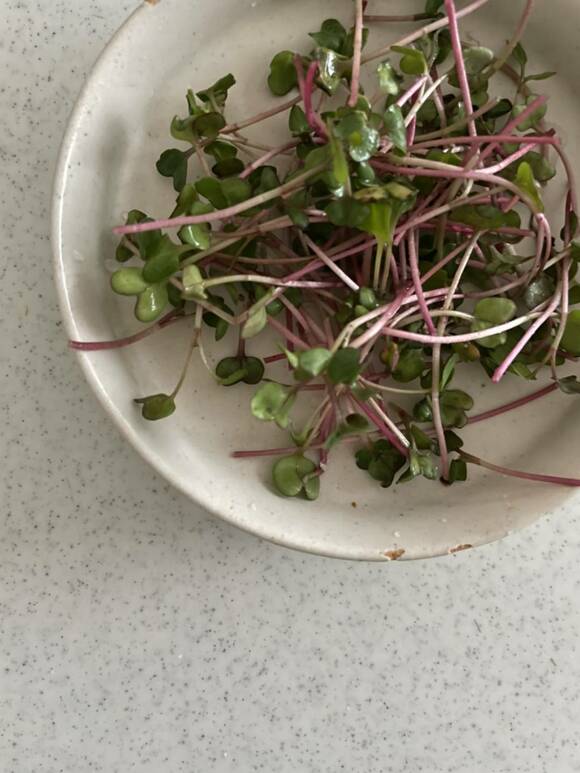お皿に赤茎かいわれ大根