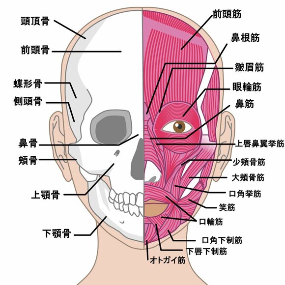 顔全体の筋肉が複数刺激を受ける